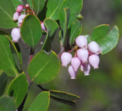 Ohlone manzanita (Arctostaphylos ohloneana) inflorescence. Lockheed Martin Santa Cruz Facility, Santa Cruz County, CA. Copyright © Jeff Bisbee. 